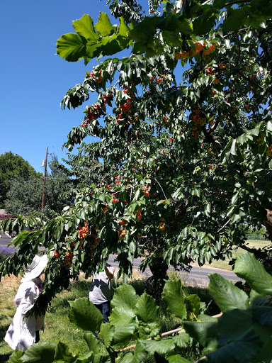 Produce Market «Washington Fruit Place At Barrett Orchards», reviews and photos, 1209 Pecks Canyon Rd, Yakima, WA 98908, USA