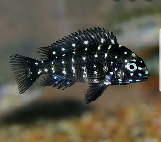 Pet Store «Fins Feathers Paws & Claws», reviews and photos, 436 Main St, Harleysville, PA 19438, USA