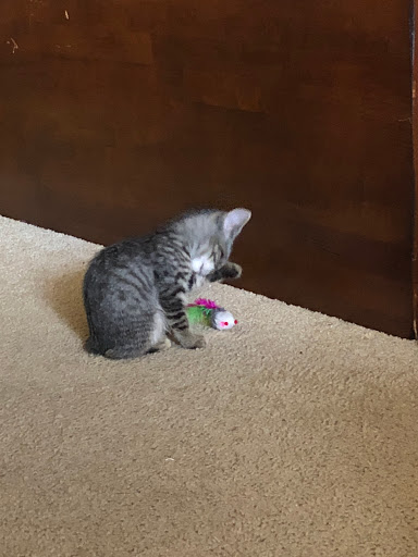 Pet Supply Store «Pet Supermarket», reviews and photos, 10291 Pines Blvd, Pembroke Pines, FL 33026, USA