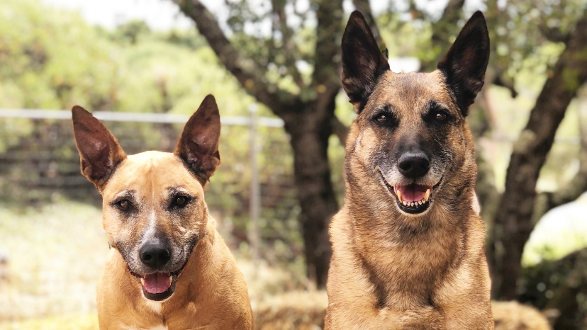 Green Valley Dog Training