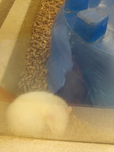 Pet Store «The Pet Pad», reviews and photos, 1239 NW Maynard Rd, Cary, NC 27513, USA