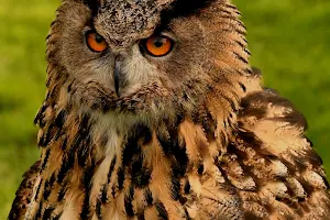 The Owl Sanctuary image