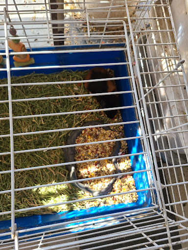 Pet Supply Store «Azteca Pet Shop», reviews and photos, 4431 Whittier Blvd, Los Angeles, CA 90022, USA