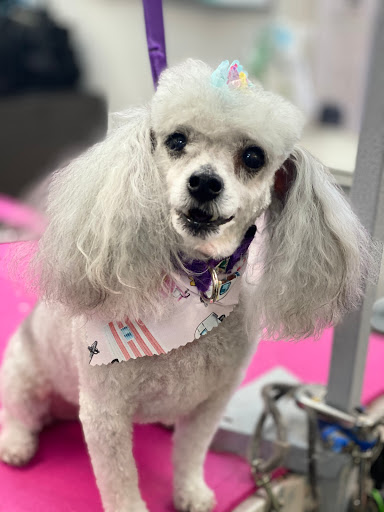 Pet Store «Canine Carousel», reviews and photos, 43135 Broadlands Center Plaza #129, Ashburn, VA 20148, USA