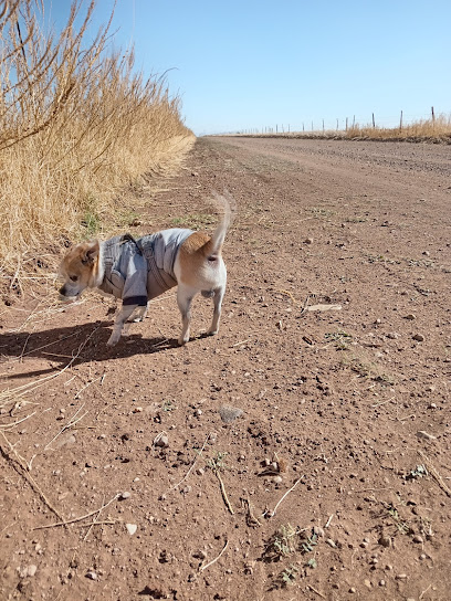 Janos Biosphere Reserve - Reserva natural en Buenos Aires, Chihuahua, México