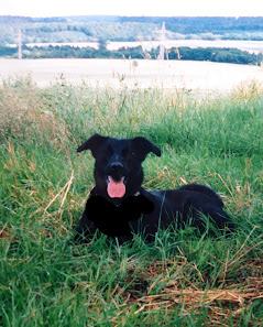 Susanne's Hundetreff Schwarzer Weg 1, 34613 Schwalmstadt, Deutschland