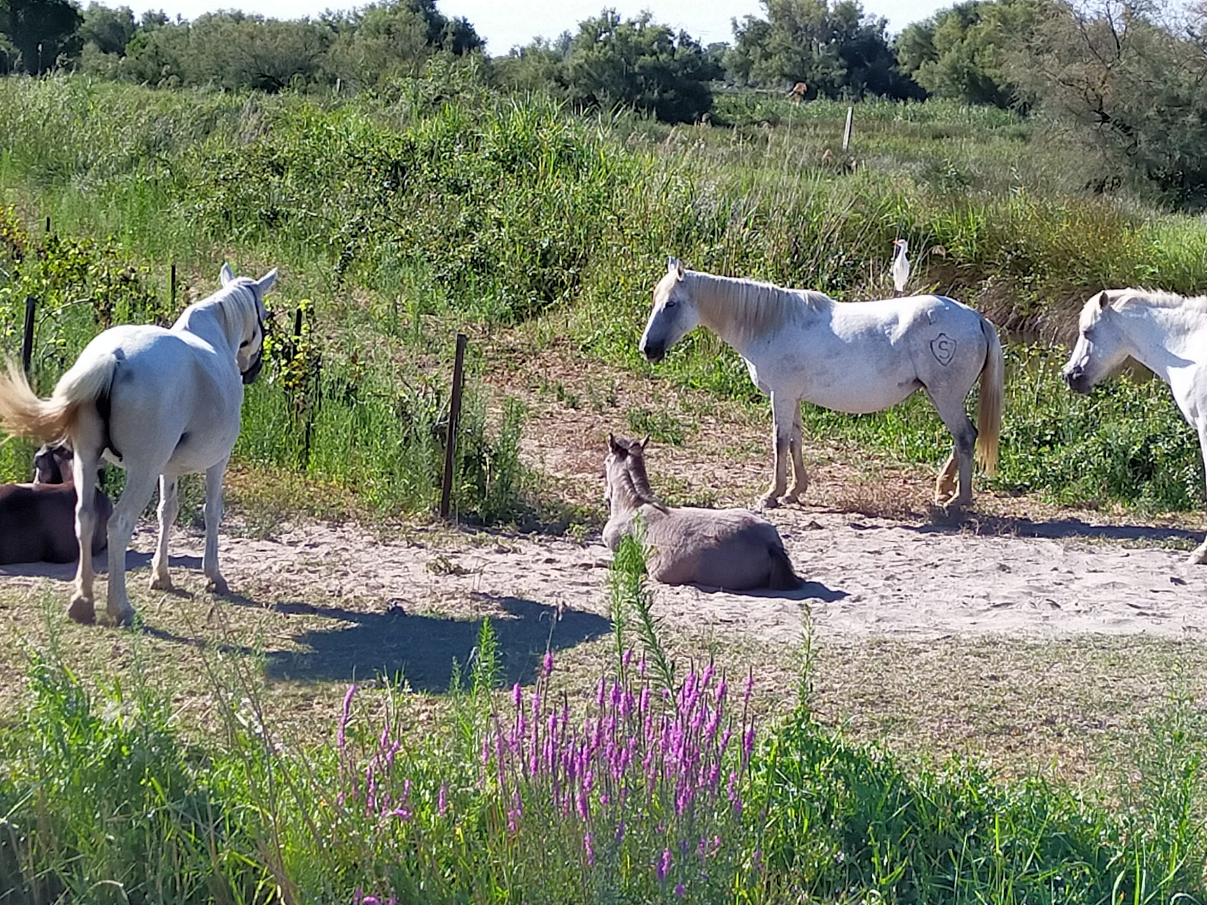 Photo n° 1 de l'avis de Sylvain.l fait le 30/07/2022 à 13:20
