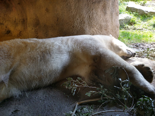 Park «Delaware Park», reviews and photos, Meadow Dr, Buffalo, NY 14214, USA