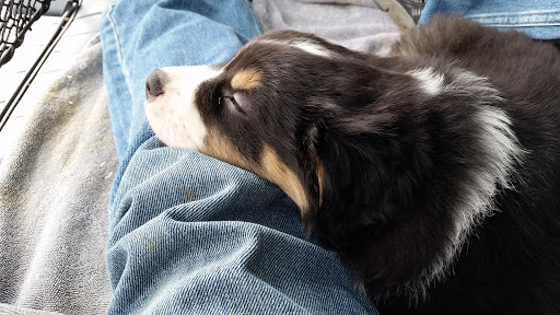 Pet Supply Store «Pet Supplies Plus», reviews and photos, 1377 N 21st St, Newark, OH 43055, USA