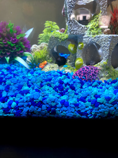 Pet Supply Store «PetSmart», reviews and photos, 11833 Dallas Pkwy, Frisco, TX 75033, USA