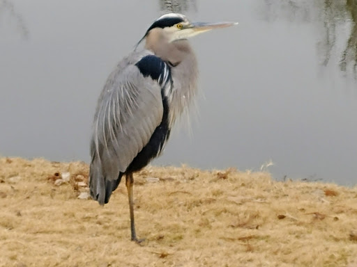 Golf Course «Sherrill Park Golf Course», reviews and photos, 2001 E Lookout Dr, Richardson, TX 75082, USA