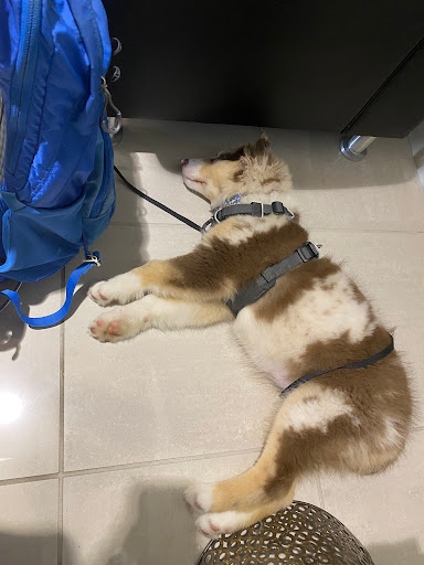 Mercedes Benz Dealer «Mercedes-Benz of Tacoma», reviews and photos, 1701 Alexander Ave E C, Fife, WA 98424, USA