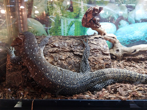 Pet Store «Exotic Pets», reviews and photos, 2410 N Decatur Blvd #160, Las Vegas, NV 89108, USA