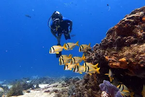 Dive the Americas image