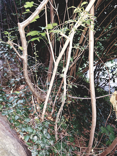 Park «Fort Tryon Park», reviews and photos, Riverside Dr To Broadway, New York, NY 10040, USA