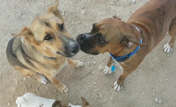 Hotel Canino y Felino El Rey De La Casa