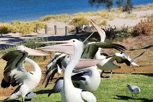 Pelican Feeding Point Kalbarri image