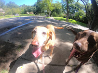 Puma's Pet Services - Photo 9 - Car repair in , Irving