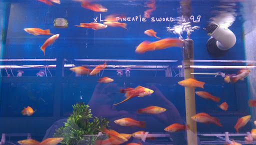 Tropical Fish Store «Fishland», reviews and photos, 13155 Westheimer Rd #114, Houston, TX 77077, USA