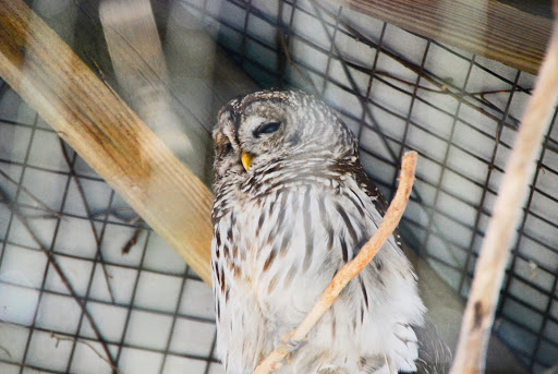 Zoo «Trevor Zoo at Millbrook School», reviews and photos, 282 Millbrook School Rd, Millbrook, NY 12545, USA