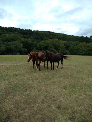 Cabinet Vétérinaire Equin Lemouland à Landivisiau