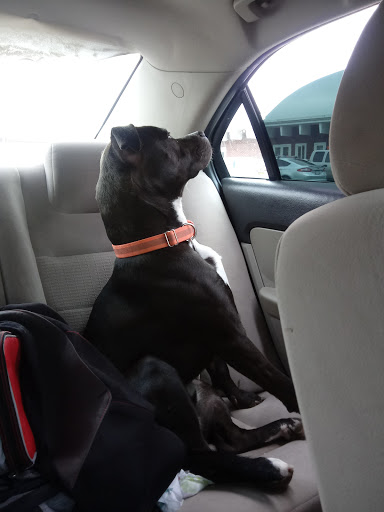 Steiner SILS Affordable Vet Care