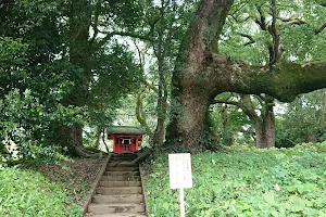 大汝牟遅神社参道の千本楠 image