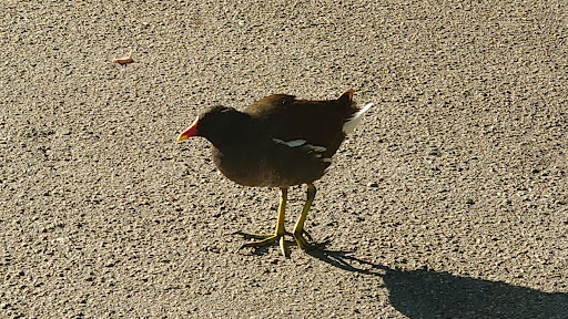 TRD Tierrettung / Tierambulanz Mittlerer Neckar gemeinnützige GmbH unter Aichwald, Baden Württemberg