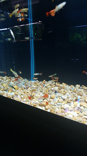 Pet Store «Fancy Tails Fish Farm», reviews and photos, 2324 US Hwy 27 S, Sebring, FL 33872, USA
