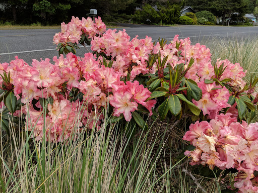 Golf Course «Ocean Dunes Golf Course», reviews and photos, 15 Onadoone Ct, Florence, OR 97439, USA