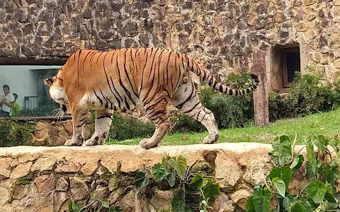 Zoológico de Cali image