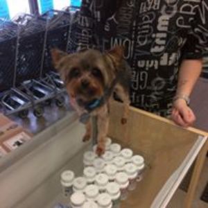 Pet Store «All Pet & Equine Supply», reviews and photos, 40 Plaza Way #380, Mountain Home, AR 72653, USA