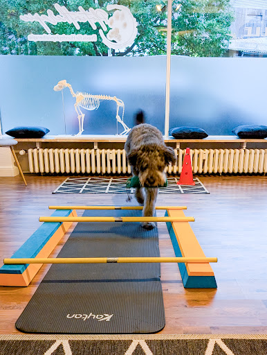 Pfotentherapie - Praxis für Hundephysiotherapie unter Grafschaft, 