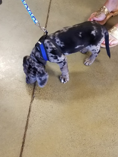 Pet Supply Store «PetSmart», reviews and photos, 8204 Leesburg Pike, Vienna, VA 22182, USA