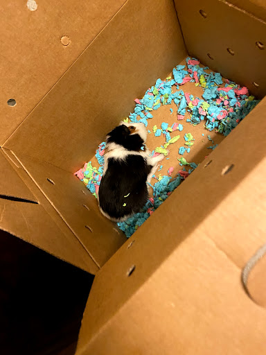 Pet Supply Store «PetSmart», reviews and photos, 315 Gellert Blvd, Daly City, CA 94015, USA