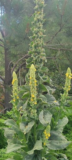 Gift Shop «Mt Lemmon General Store & Gift», reviews and photos, 12856 N Sabino Canyon Park, Mt Lemmon, AZ 85619, USA