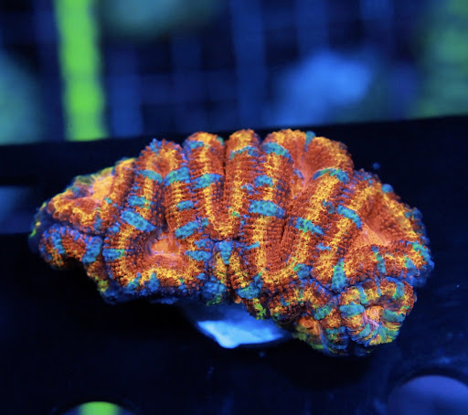 Aquarium «Aquatic Design & Development Group, LLC», reviews and photos, 1725 SW 17th St, Ocala, FL 34471, USA
