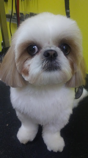 Pet Supply Store «Mellisa’s PET DEPOT», reviews and photos, 83 Faunce Corner Mall Rd, Dartmouth, MA 02747, USA