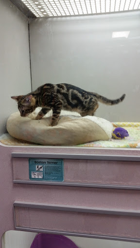 Pet Store «Petland», reviews and photos, 2123 Old Hudson Rd, St Paul, MN 55119, USA