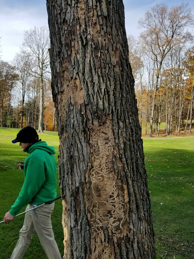 Golf Driving Range «Painesville Country Club», reviews and photos, 84 Golf Dr, Painesville, OH 44077, USA