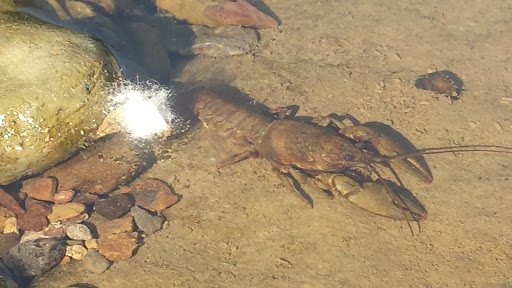 Tourist Attraction «Fontanel», reviews and photos, 4125 Whites Creek Pike, Whites Creek, TN 37189, USA