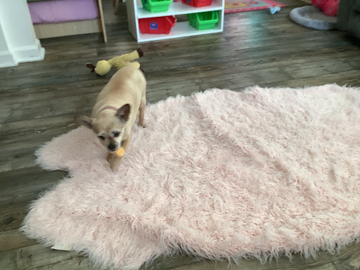 Pet Supply Store «PetSmart», reviews and photos, 3610 Rosecrans St, San Diego, CA 92110, USA