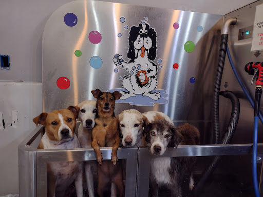 Pet Groomer «Belly scRubs Self Service Pet Wash», reviews and photos, 119 WV-34 #1, Hurricane, WV 25526, USA