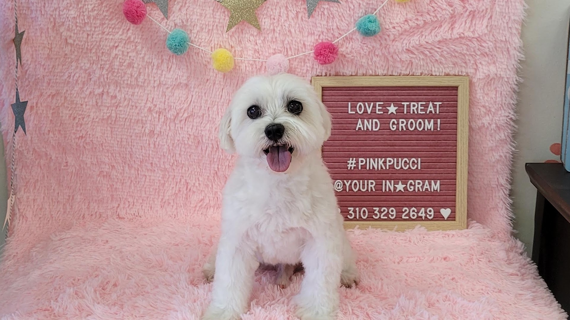 Pink Pucci Dog Grooming, Training and Daycare