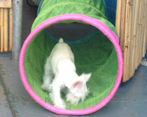 Pet Supply Store «Animal Kingdom of Santa Monica», reviews and photos, 300 Pico Blvd, Santa Monica, CA 90405, USA