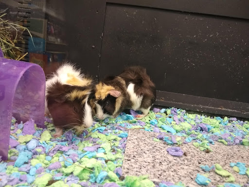 Pet Supply Store «PetSmart», reviews and photos, 9970 Sowder Village Square, Manassas, VA 20109, USA