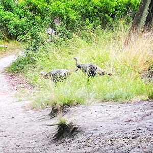 The Friends of Read Wildlife Sanctuary - photo 9