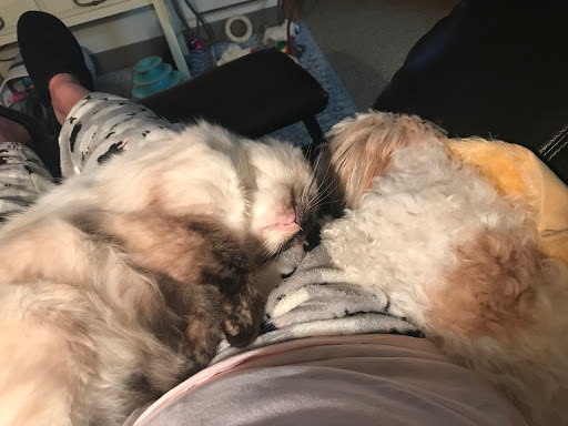 Pet Supply Store «Pet Supplies Plus», reviews and photos, 2982 S Illinois 83, Mundelein, IL 60060, USA