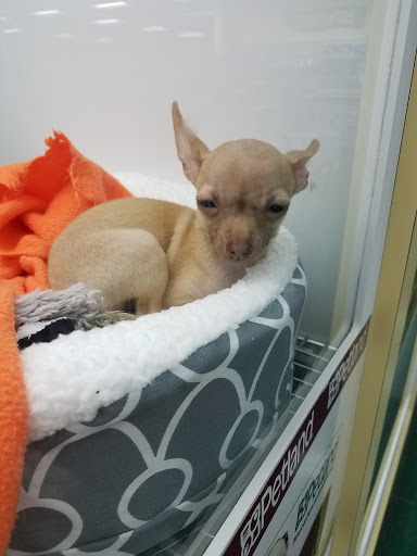 Pet Store «Petland Lewis Center», reviews and photos, 86 Meadow Park Ave, Lewis Center, OH 43035, USA