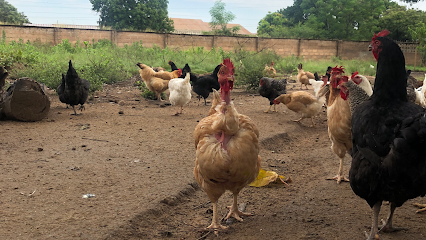 Quick Chickens - Dodoma, Tanzania